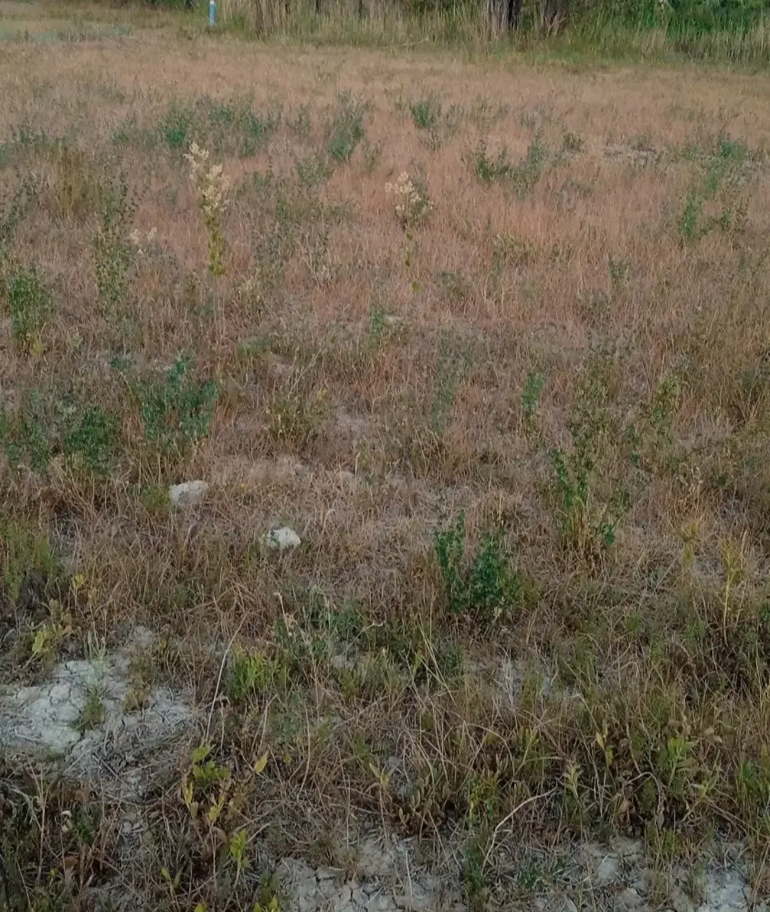 زمین امیریه فیروزکوه
