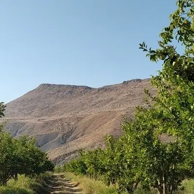 کلنگی_سعدی