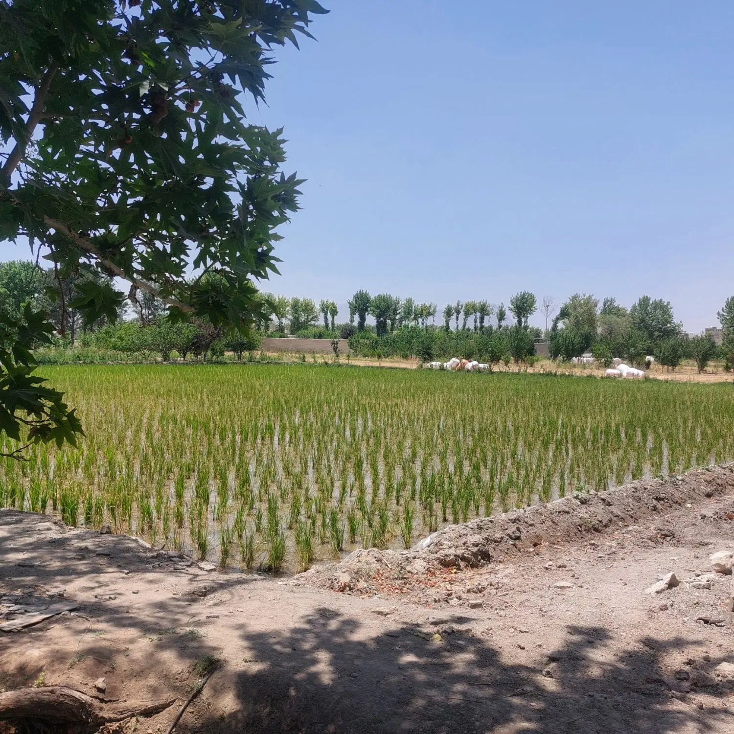 زمین کشاورزی