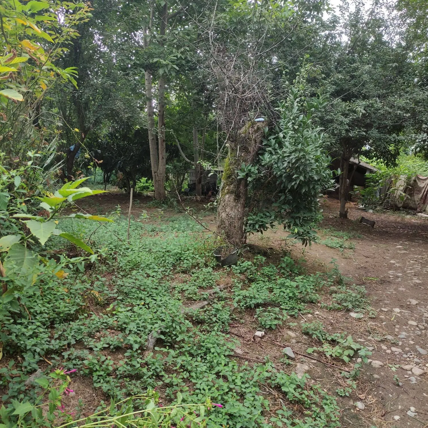 زمین مسکونی