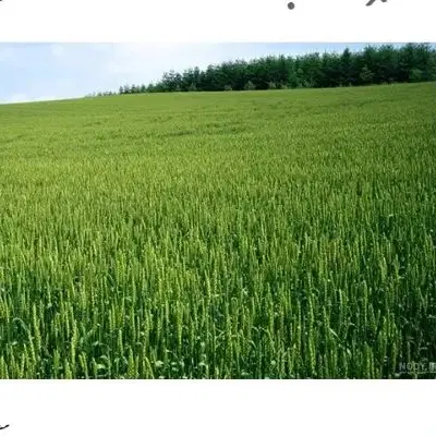 زمین کشاورزی