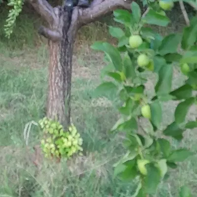 زمین کشاورزی