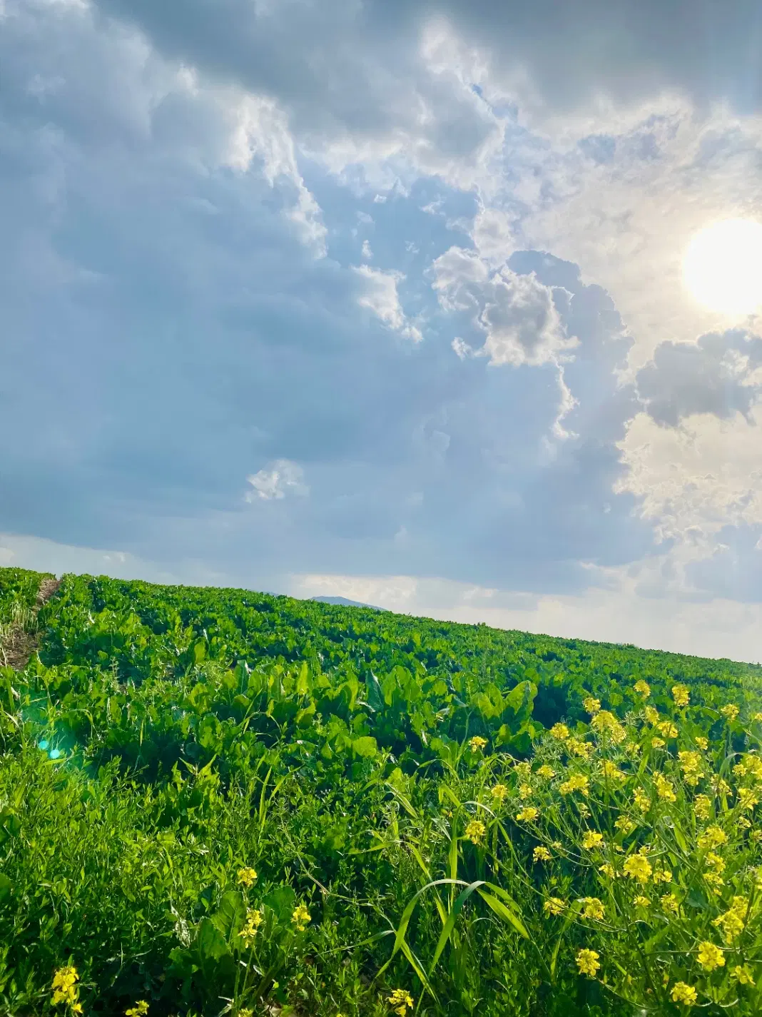 زمین کشاورزی ابی