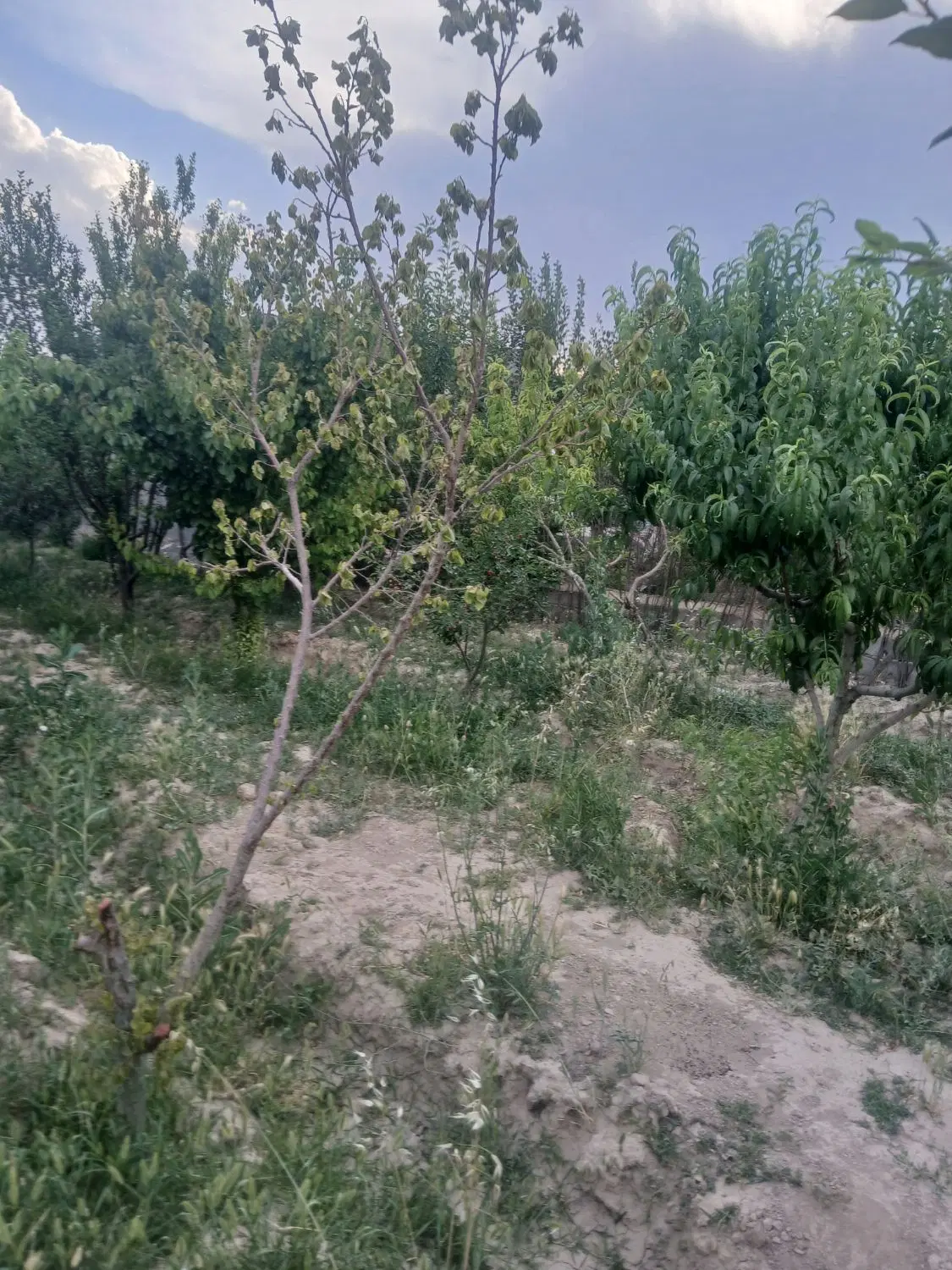 باغ میوه