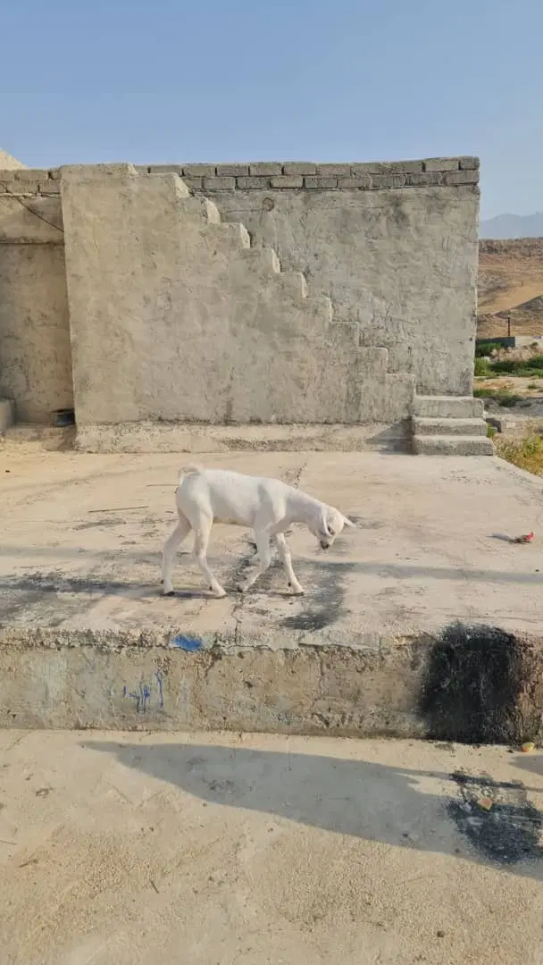 فروش زمین مسکونی پاتل بنوبند  سند تک برگ