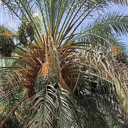 فروش زمین و آب و درخت