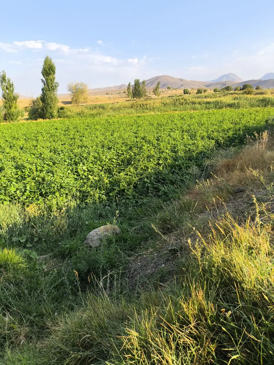 سه هزار چهارصد متر زمین کشاورزی