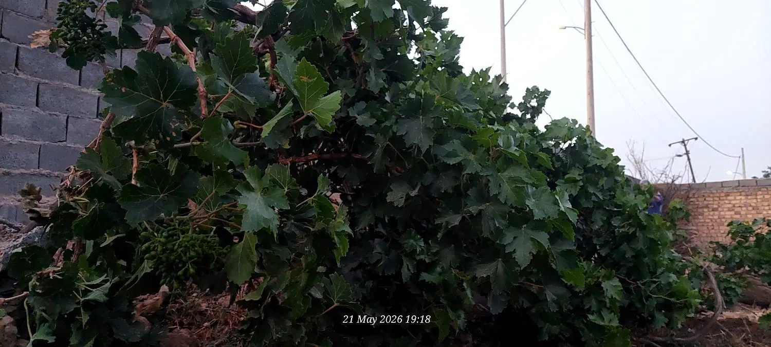 باغ مشجر دوردیوار با ۱ساعت آب چاه، مناسب ویلاسازی
