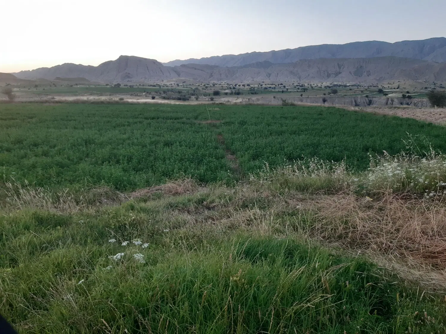 زمین برنج کاری