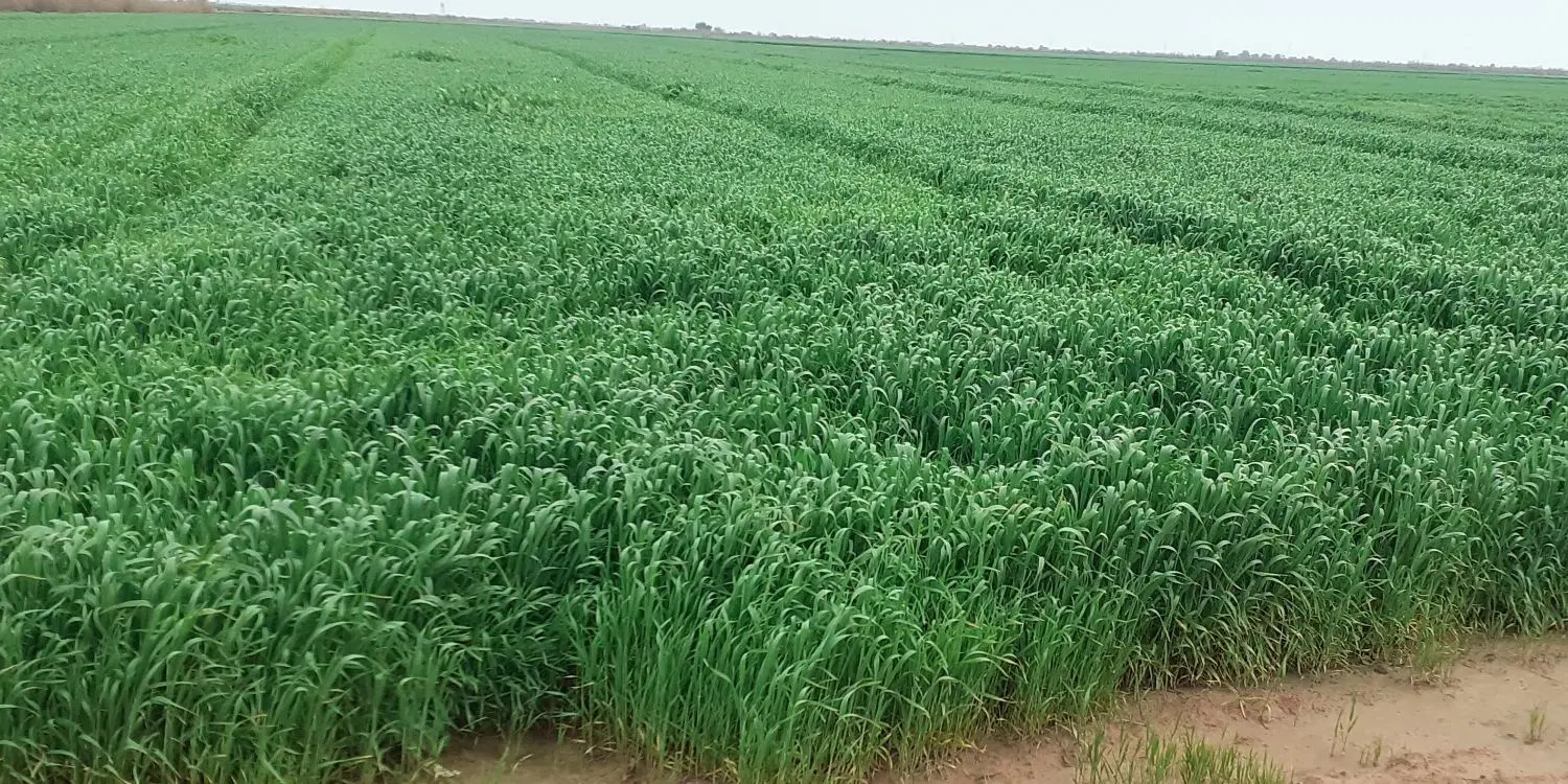 زمین کشاورزی درجه یک برای فروش