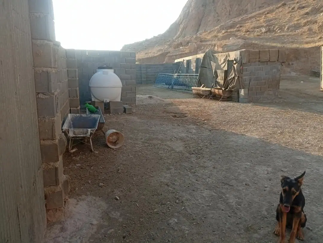 اجاره دامداری