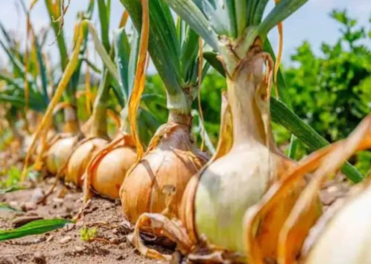اجاره زمین کشاورزی