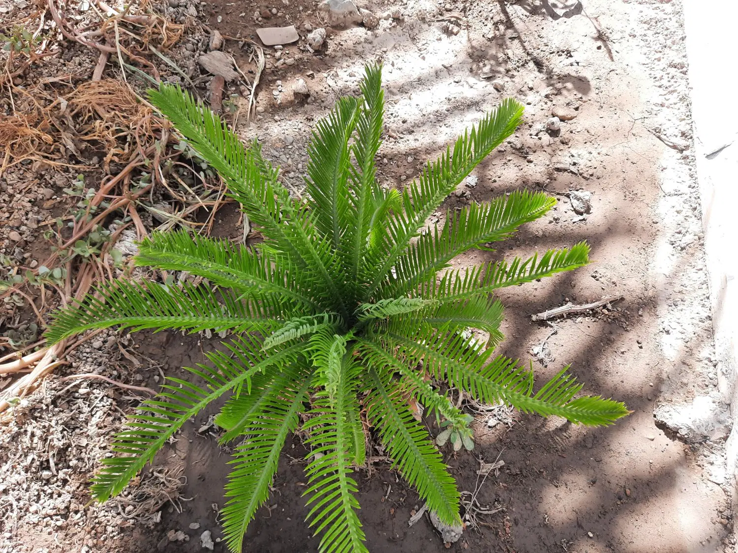 زمین زراعی سنددار در ایردموسی سرعین