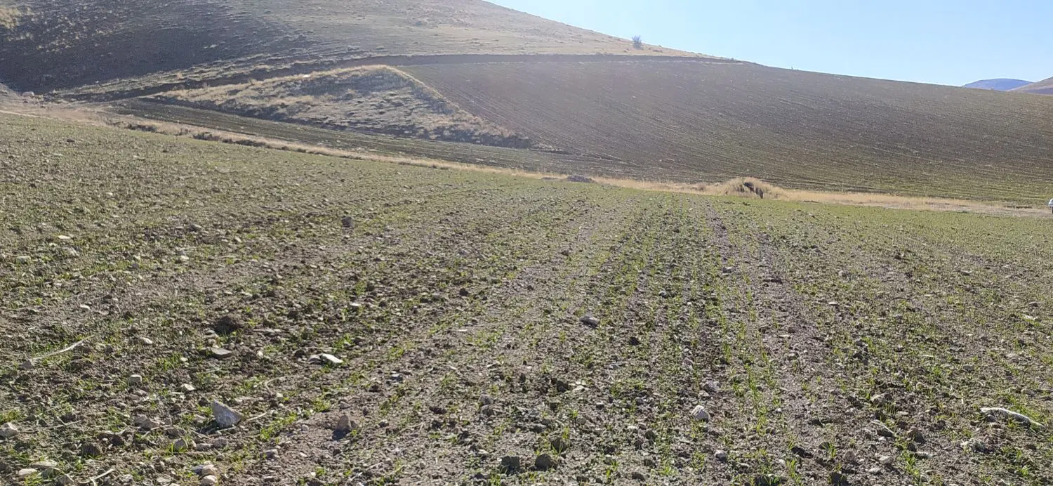 فروش 3هکتار زمین دیم روستای قاراوا علیا