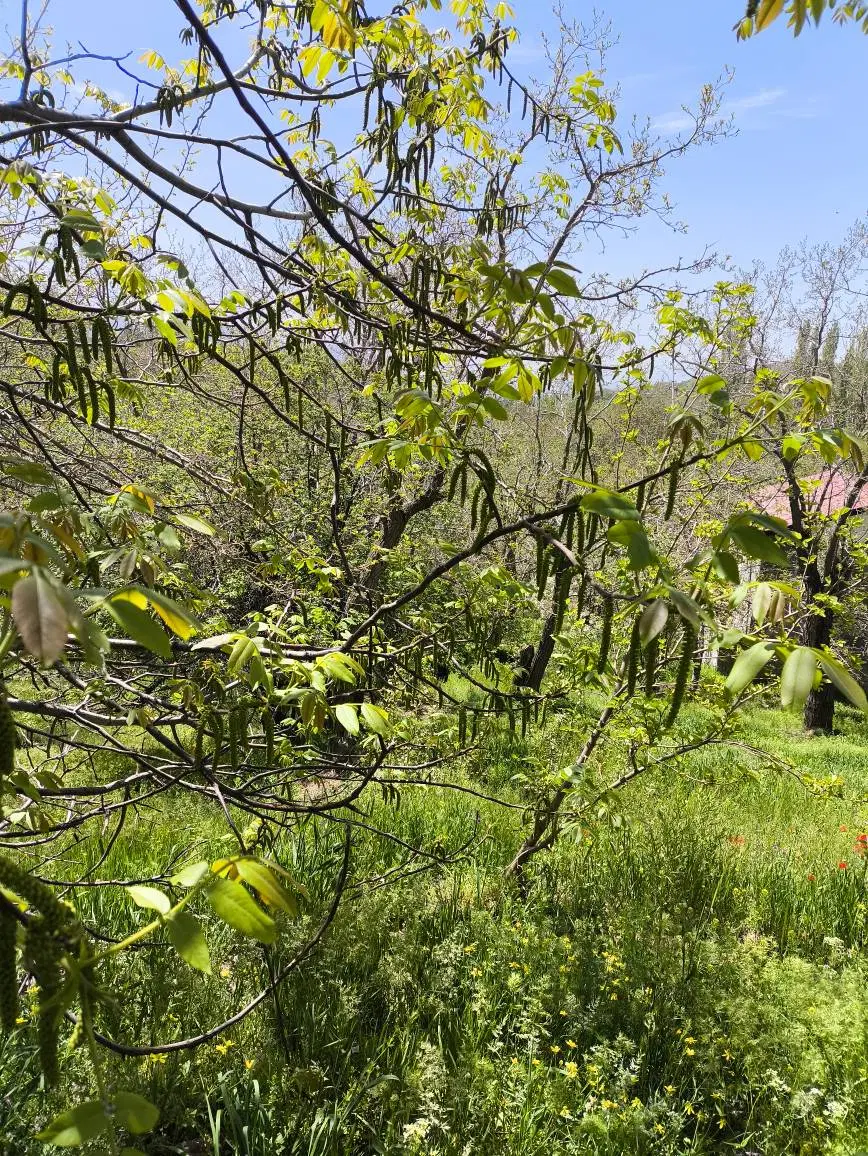 باغ زیبا در روستای ولیان زیر قیمت منطقه