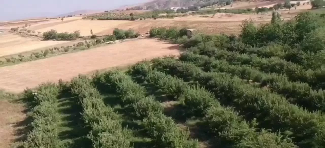 باغ سیب