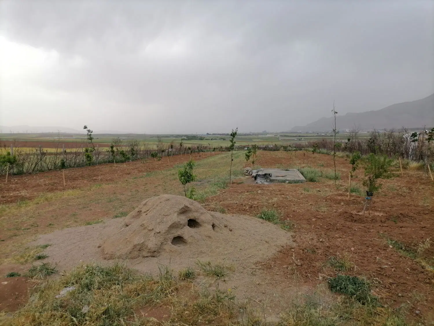 زمین باغ سرارود