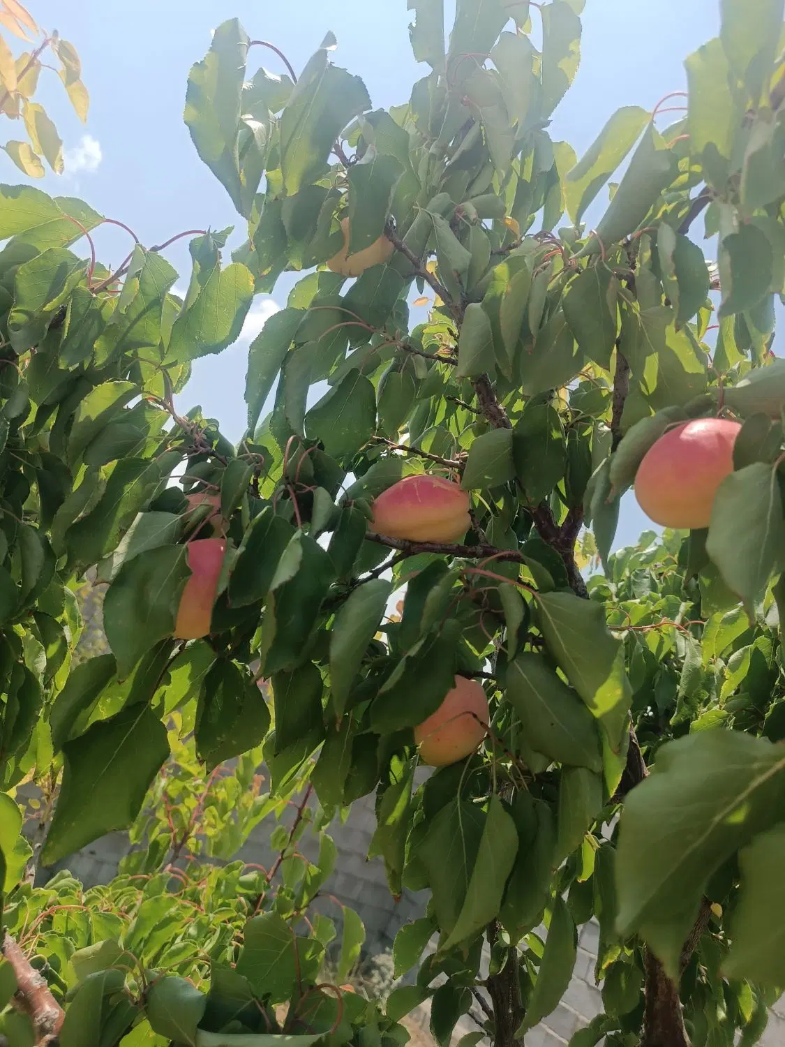 زمین حصار باغی در اسپیران کوی شهر یولی