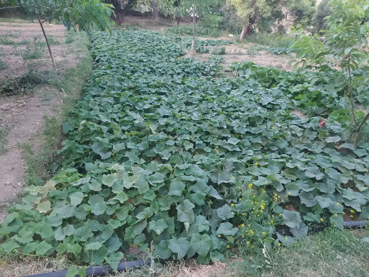 باغ با دامداری فروشی