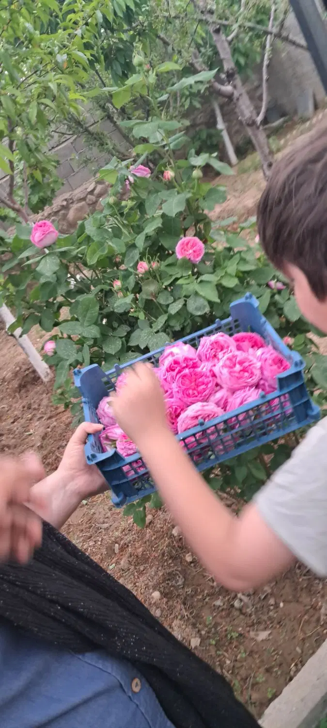 باغچه واقع در فشند