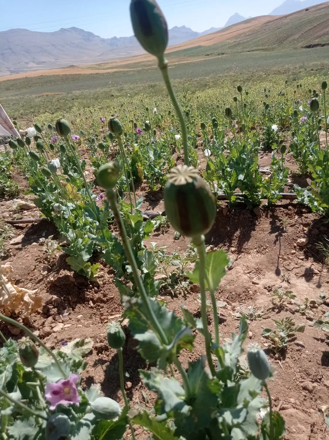 زمین کشاورزی