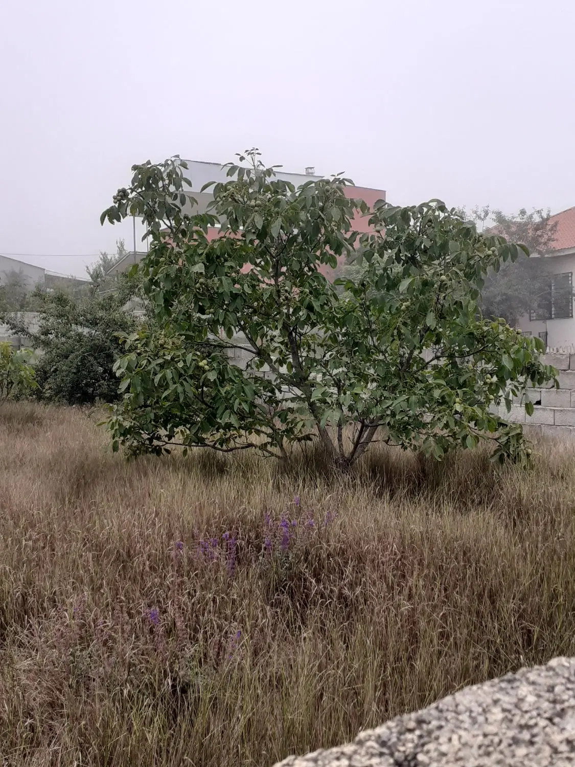 زمین مسکونی