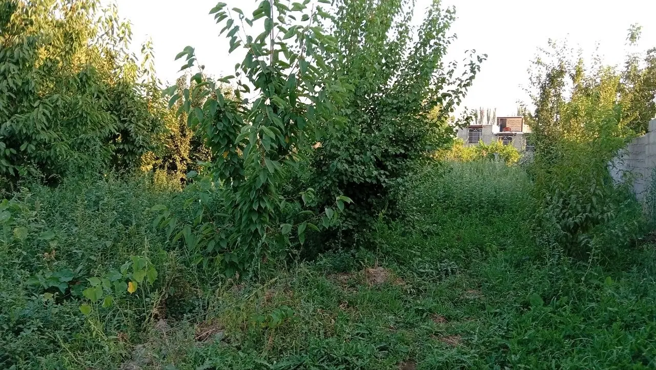 باغچه