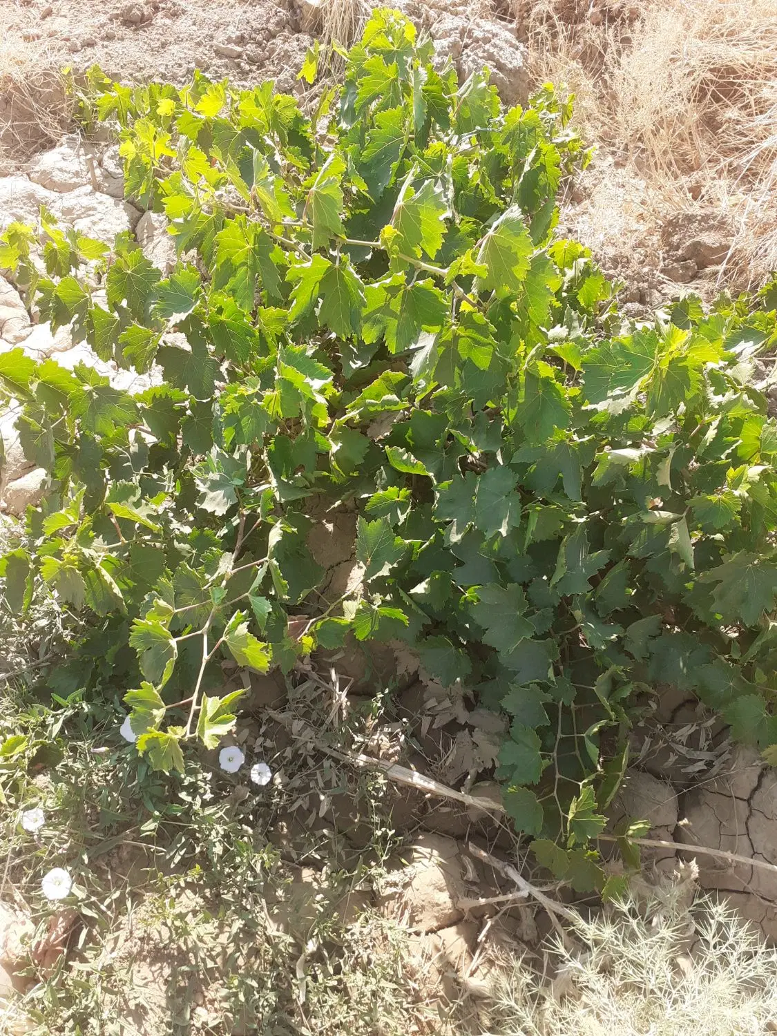 ۲۵۰۰متر باغ انگور دوساله