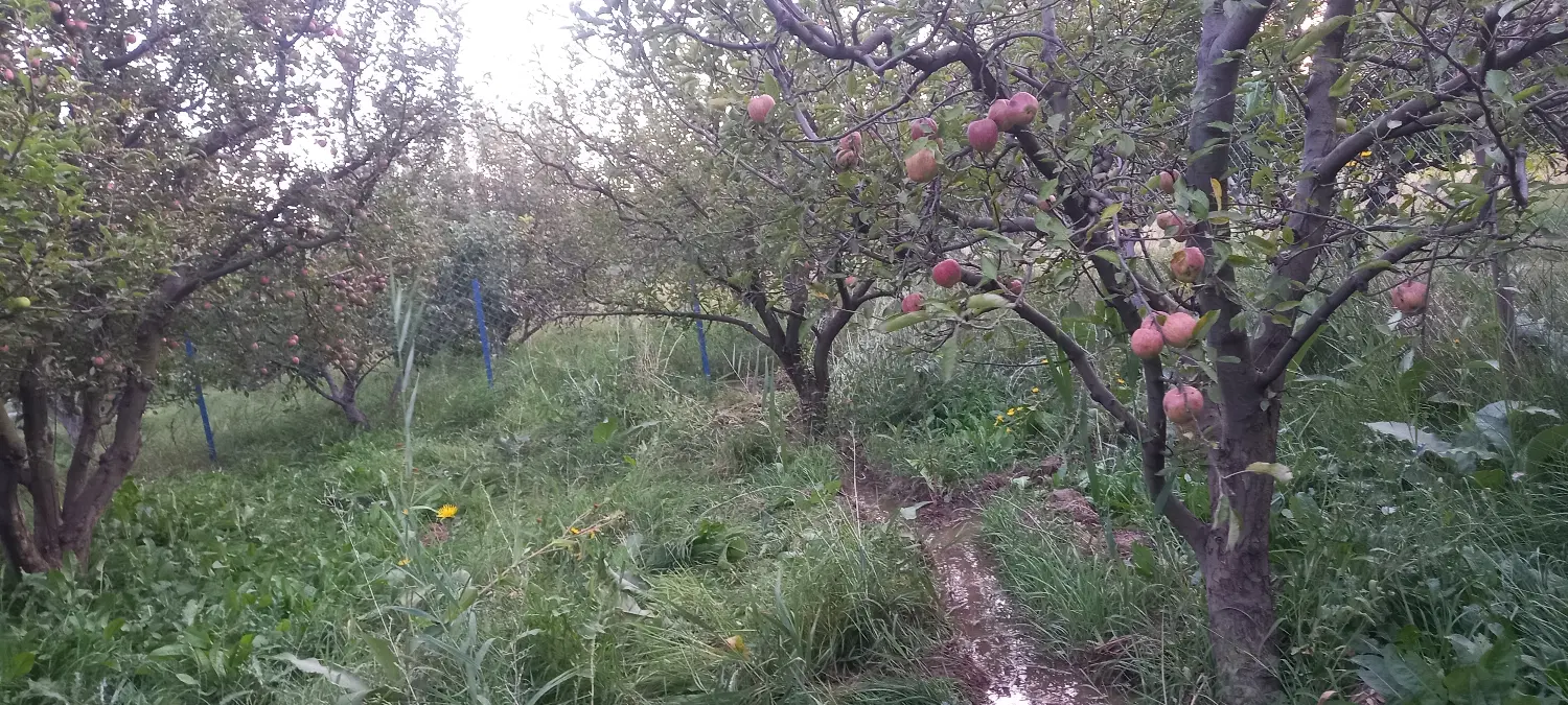 فروش باغ در اهر