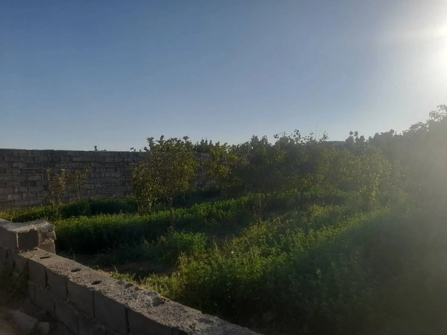 باغ ۴۵۰ متری