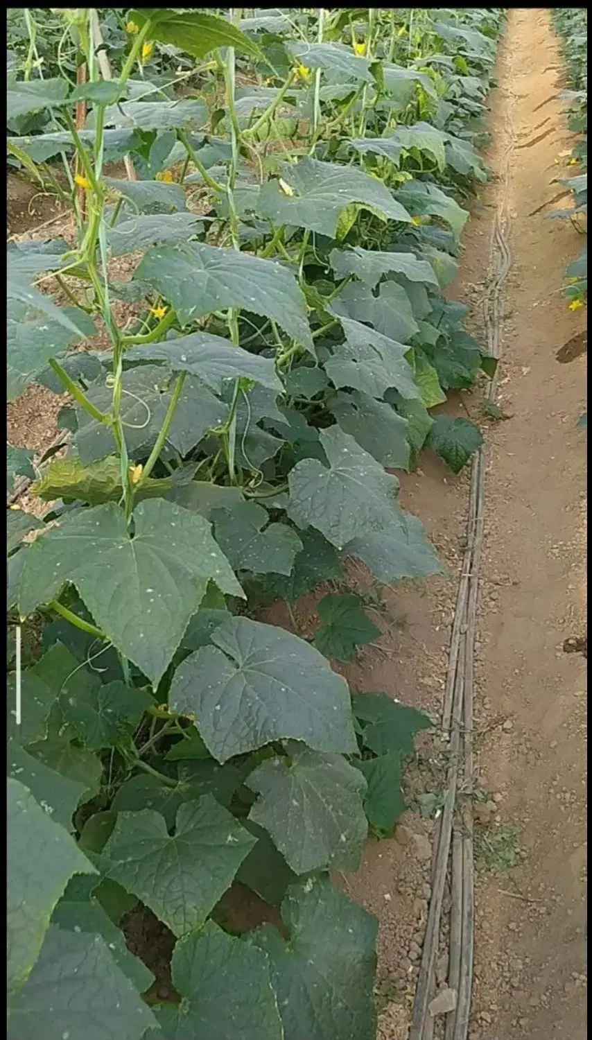 سوله خیار