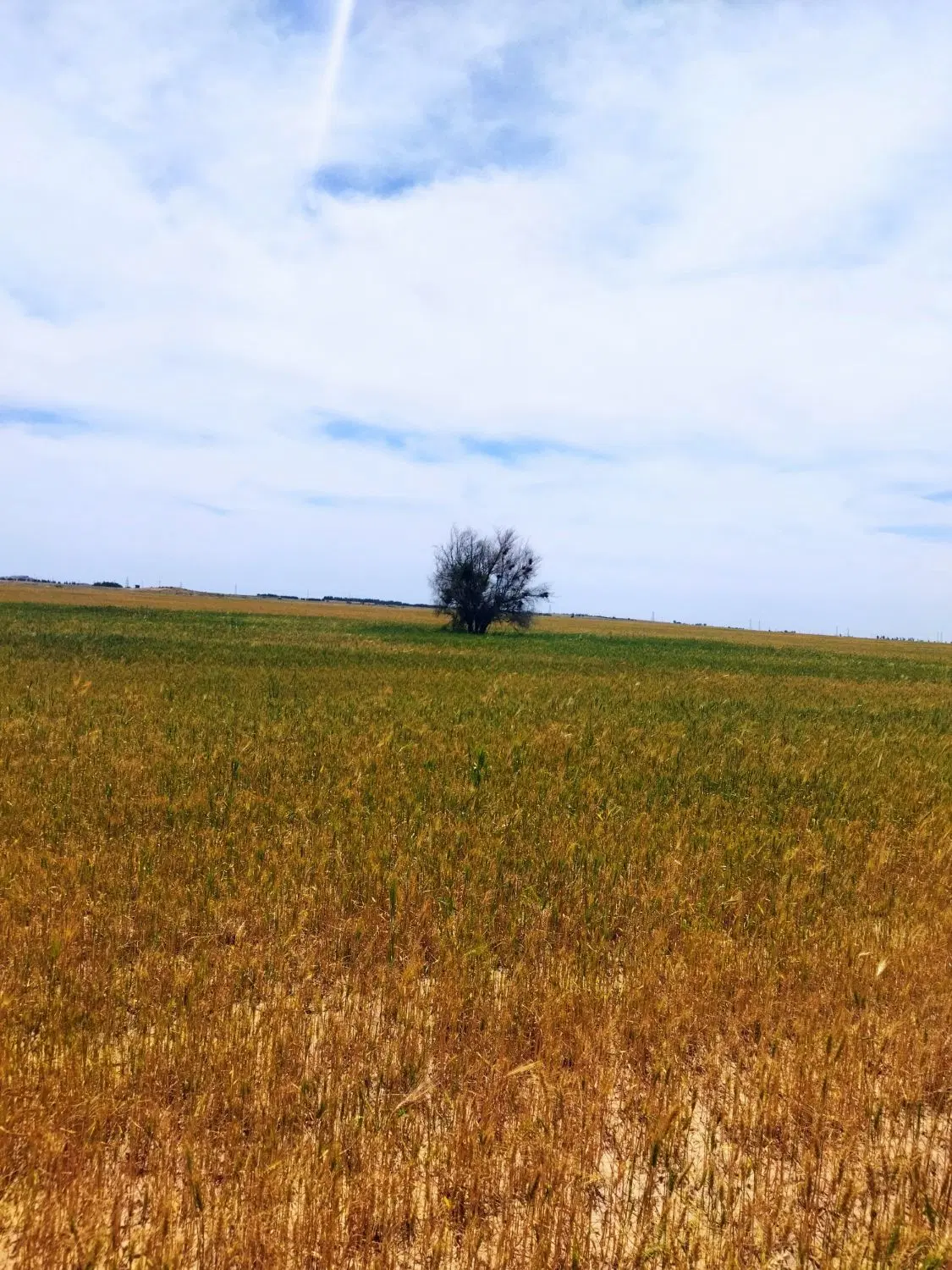 فروش زمین کشاورزی