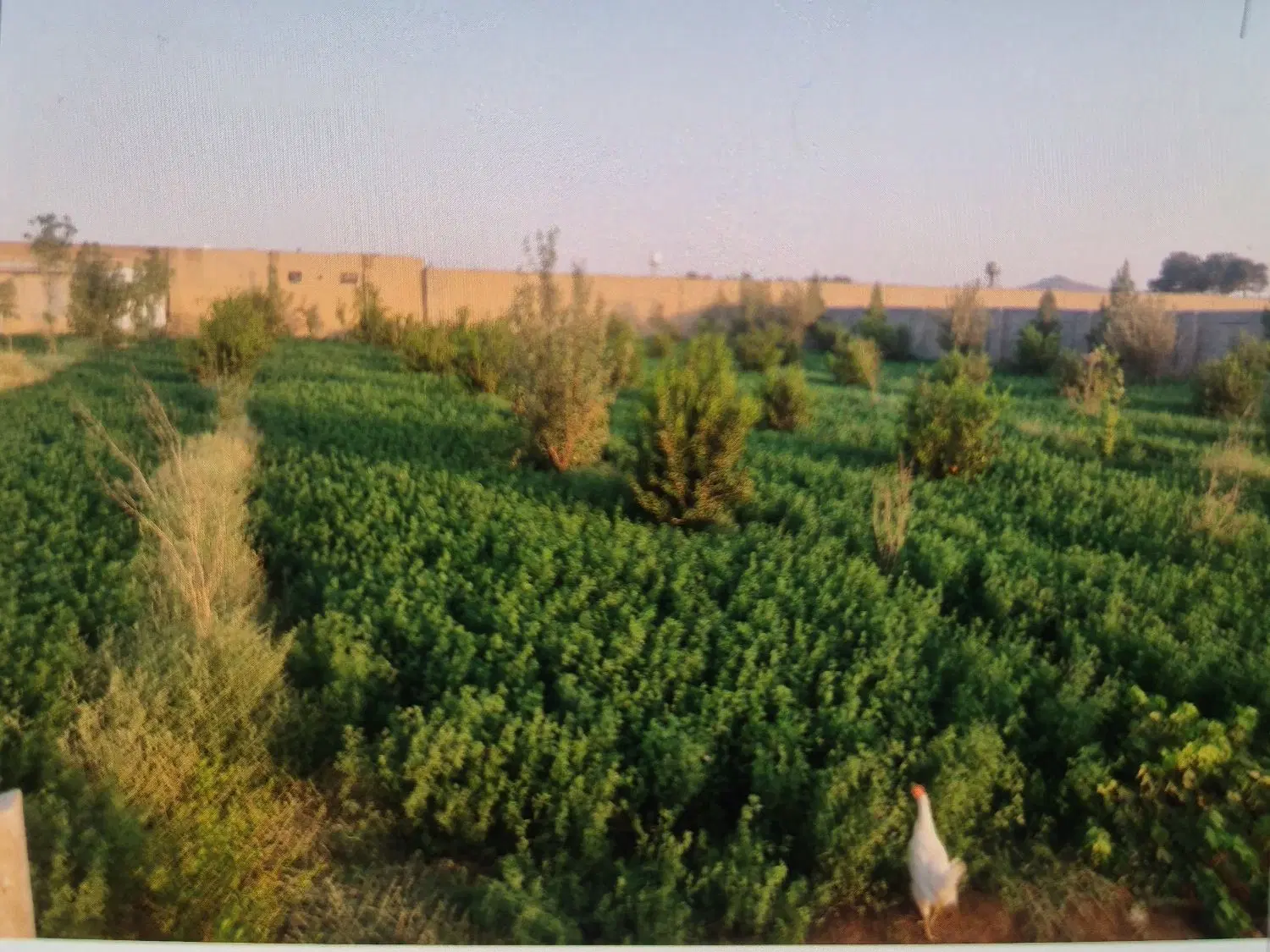 باغچه ۲۰۰۰ متری