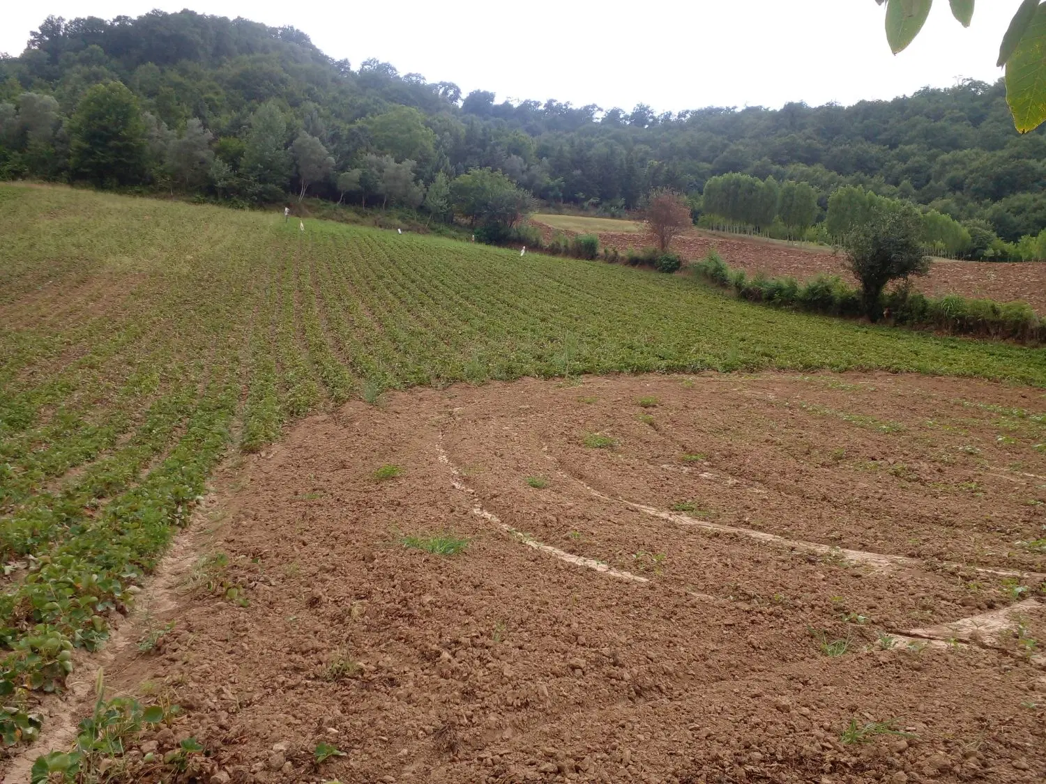 بهترین نقطه روستای توریستی شیراباد وصل جنگل