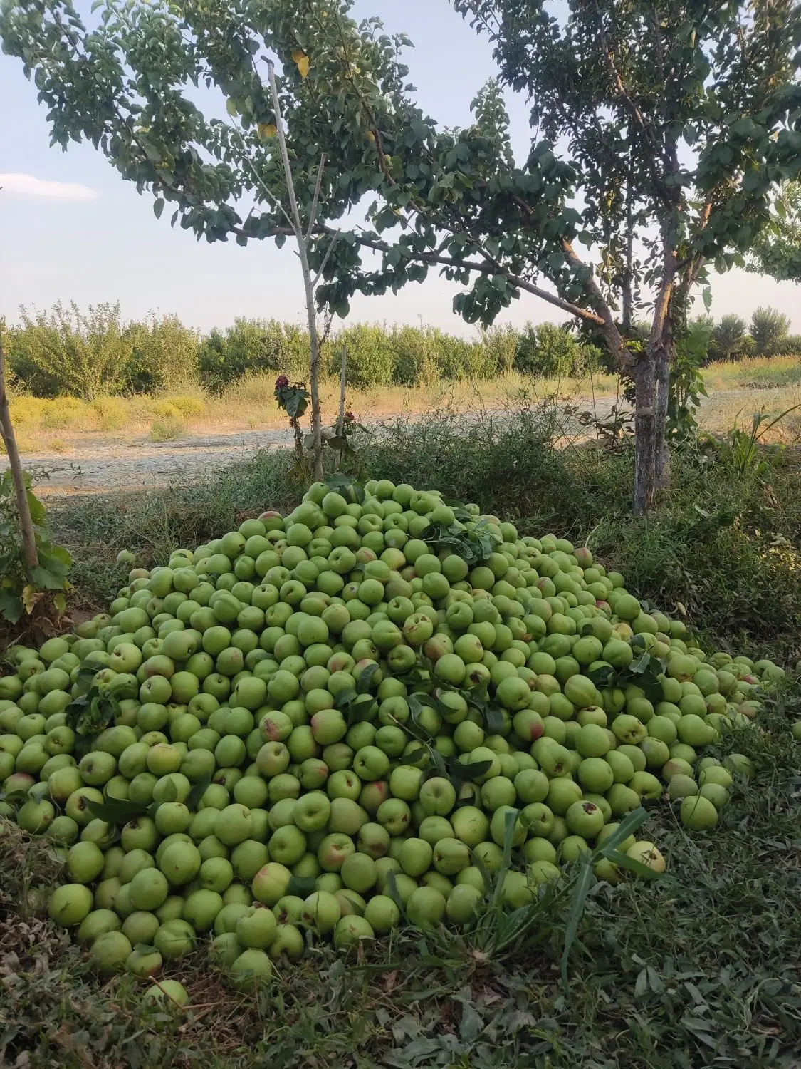 باغچه ماهدشت پیشک 1 خیابان سوم