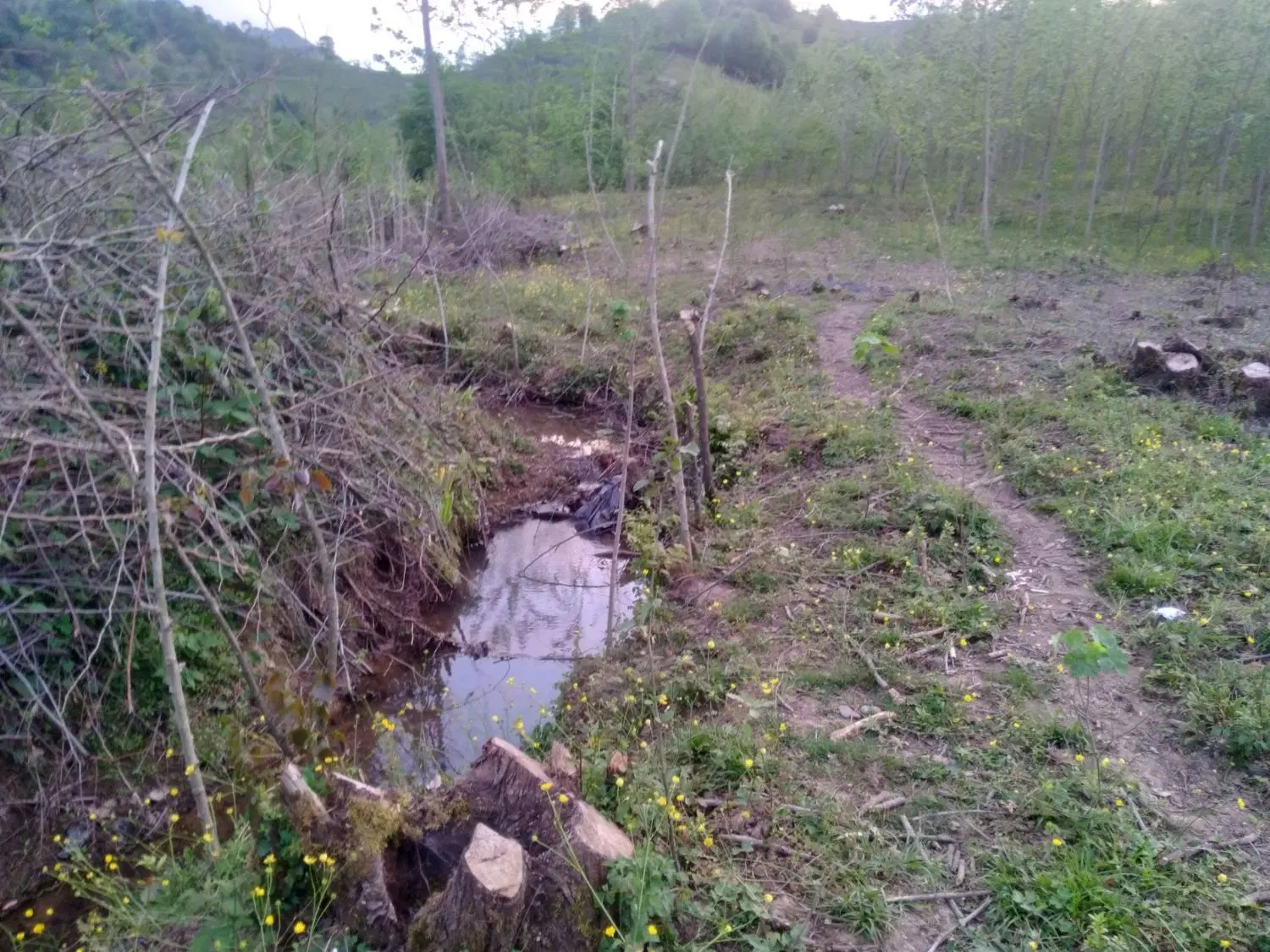 ۱ هکتار زمین واقع در روستای چوشل