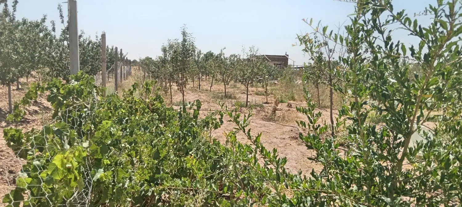 باغ روستای دشت