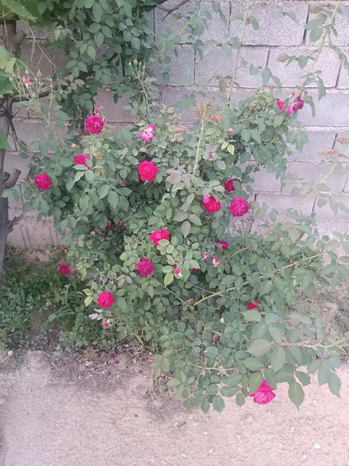 گاراژ 500متری