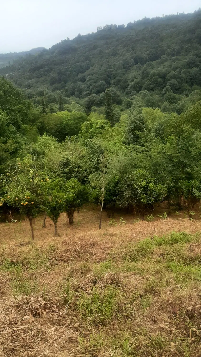 فروش زمین گاورمک