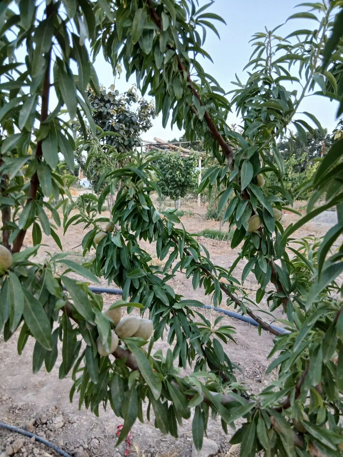 فروش باغچه