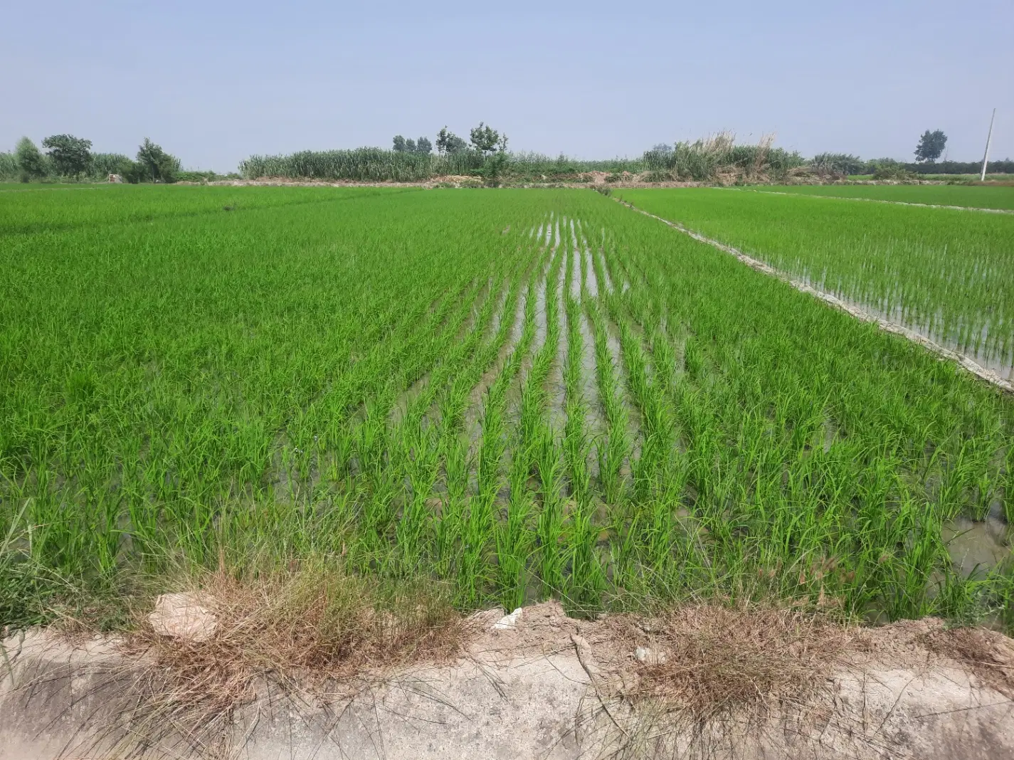 شالیزاری دو هزار متری