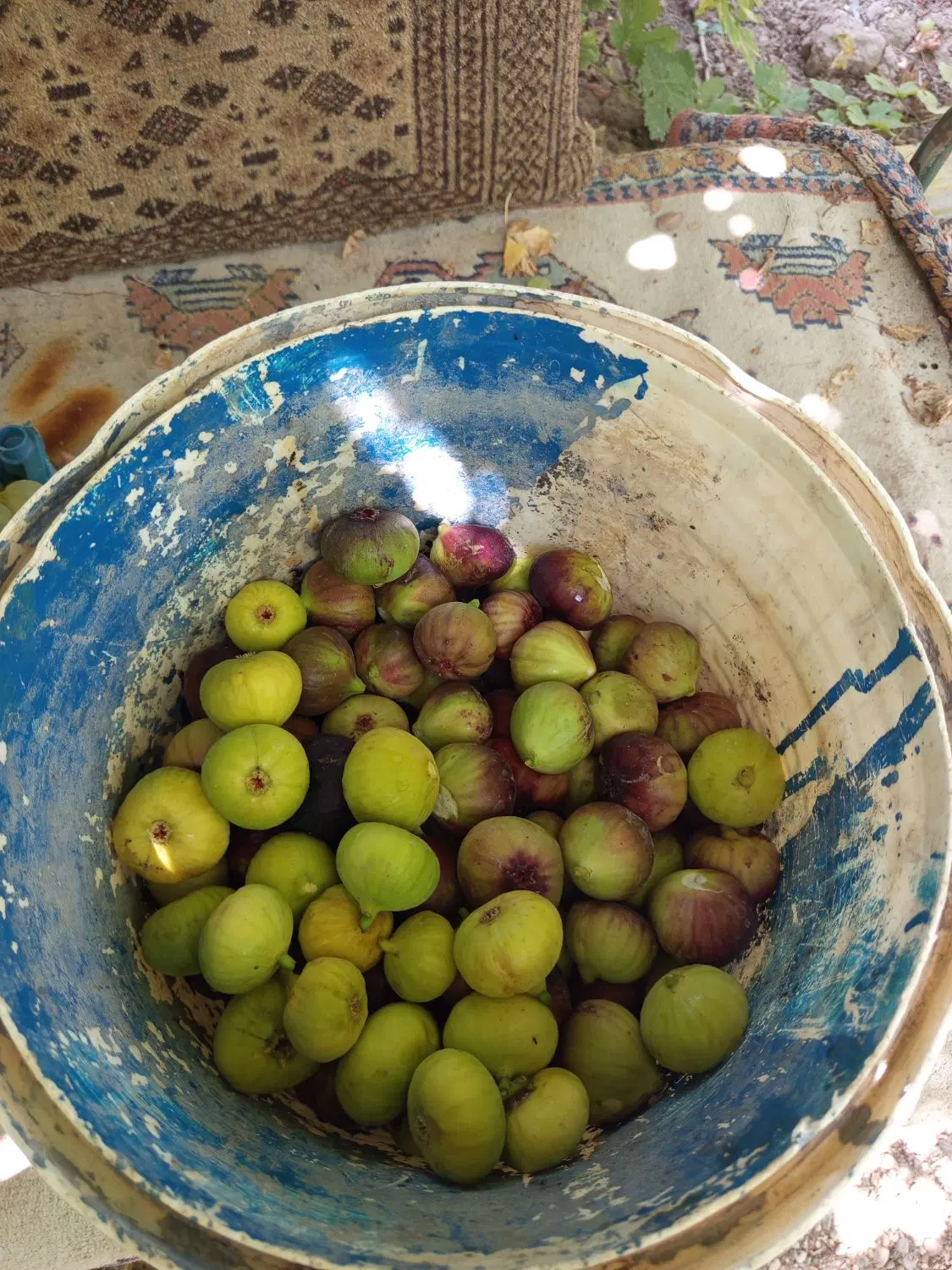 باغ ۲۰۰۰۰۰۰ متری در رستم اباد