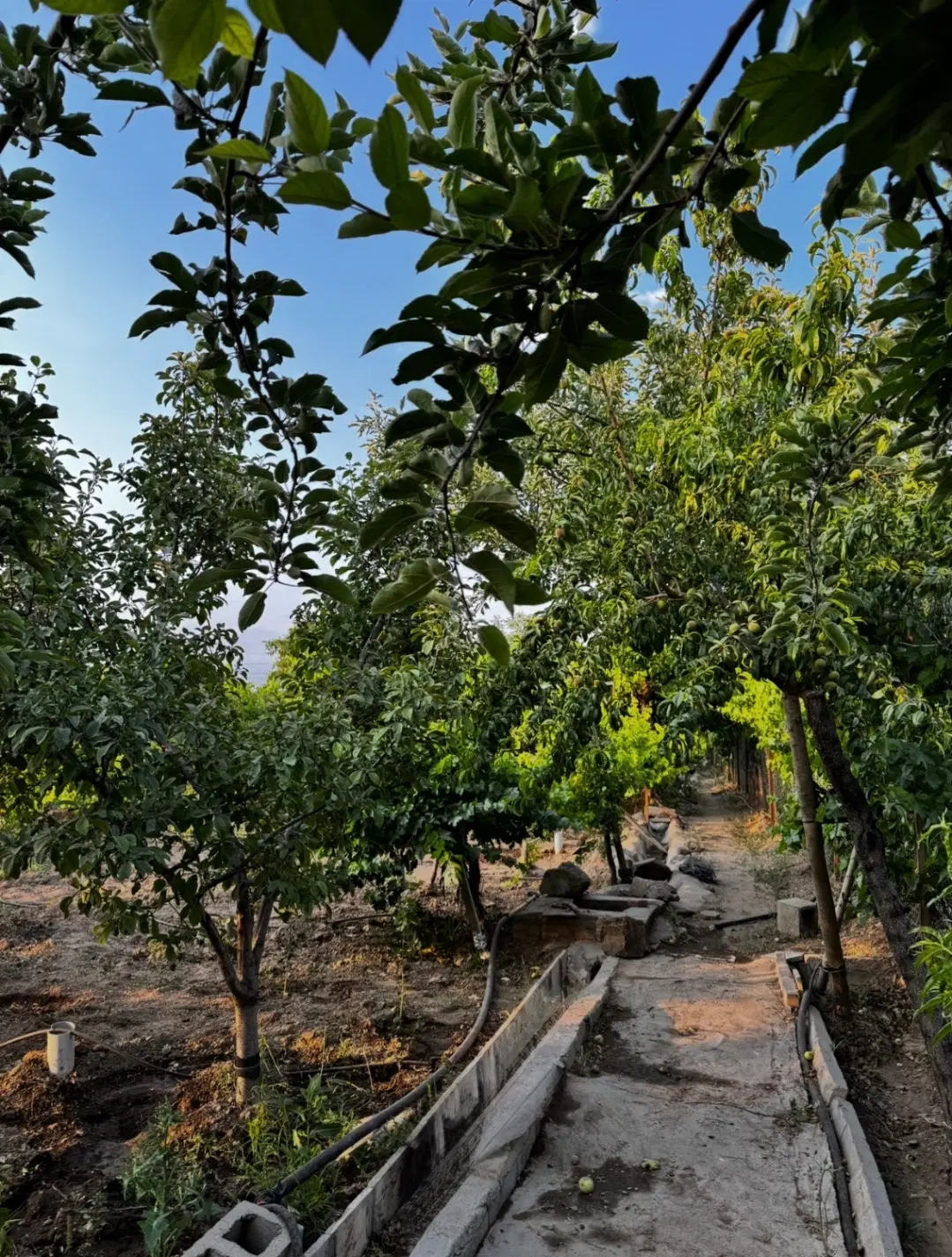 باغ ویلا