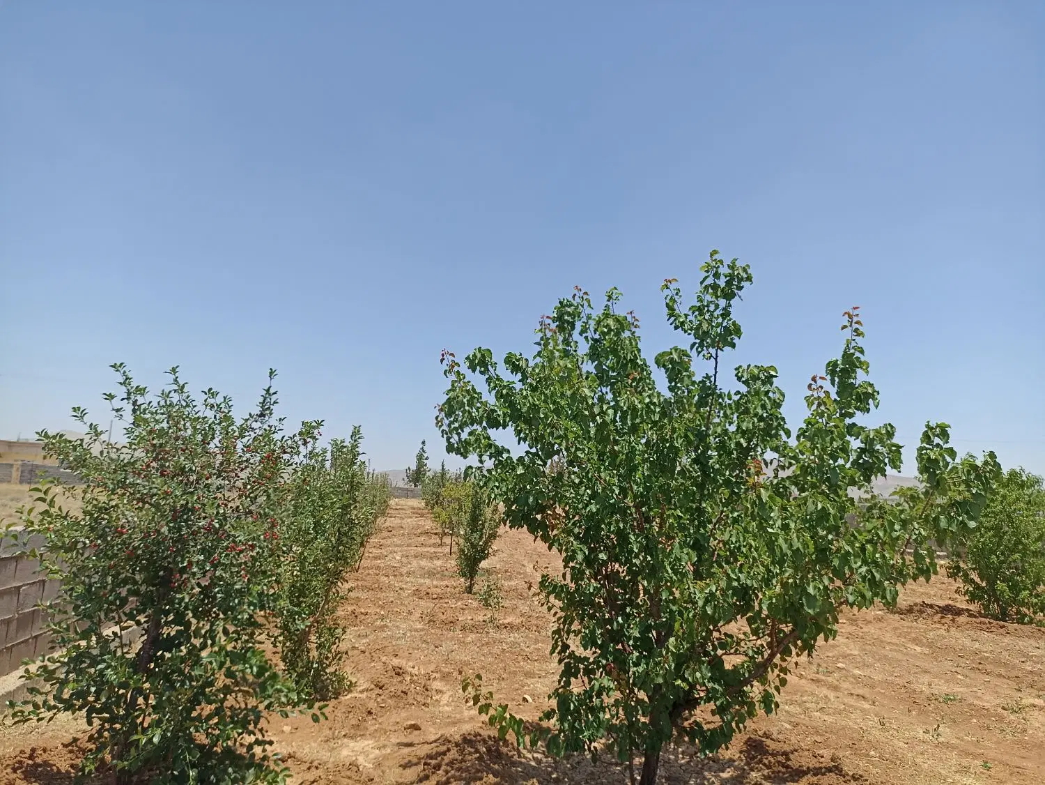زمین باغی
