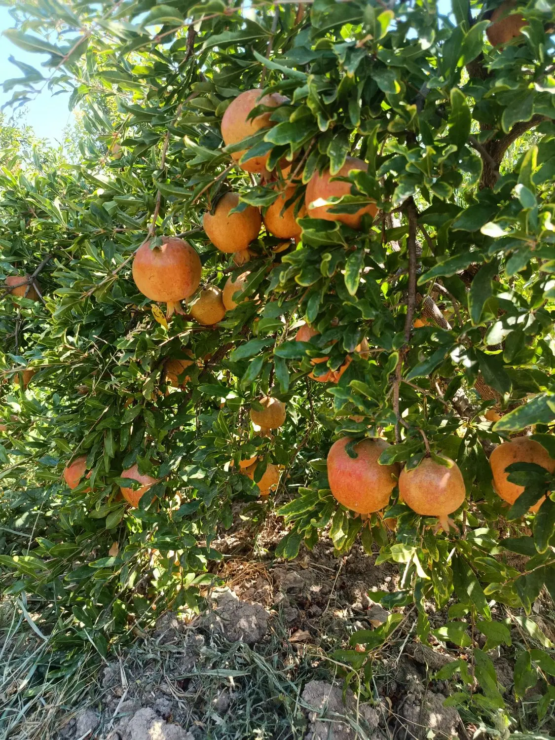 فروش باغ بهترین لوکیشن روستای الوسجرد