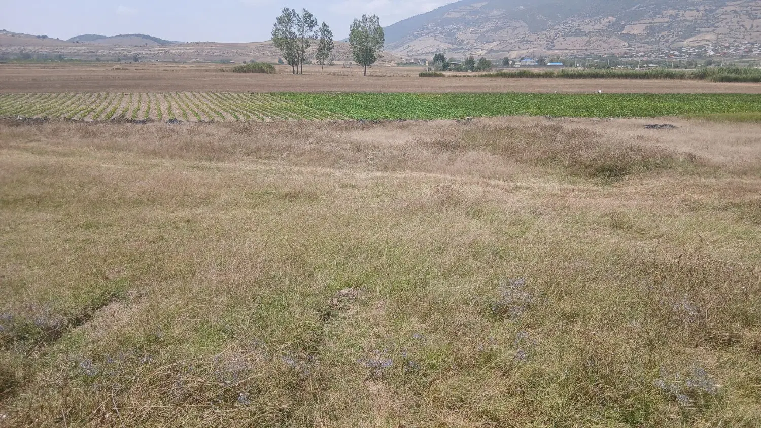 زمین