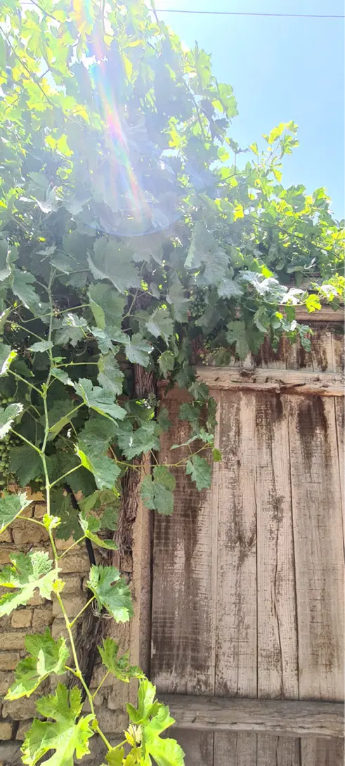 ویلای مشجر