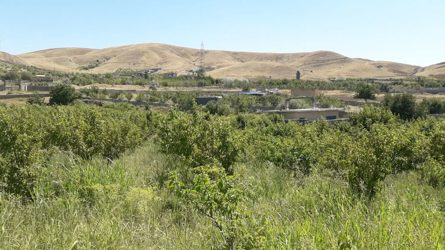 زمین کشاورزی برازان
