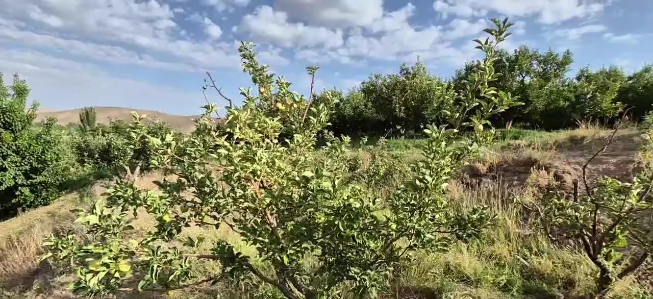 ۳۰۰ متر زمین جابان