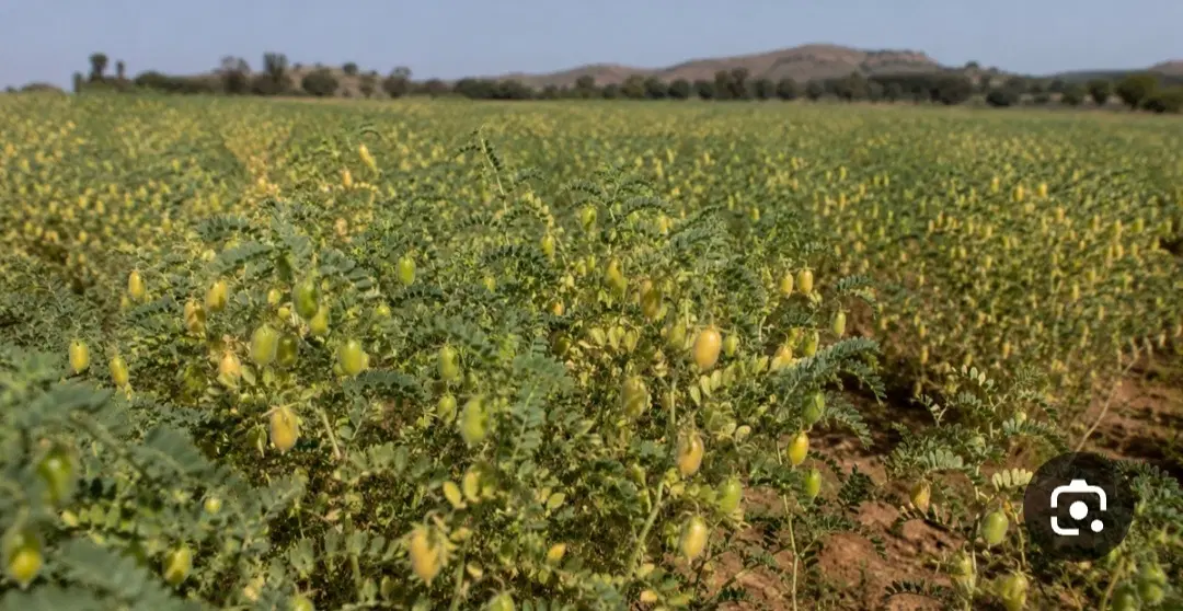 زمین برای کاشت نخود میخام